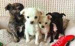 Chihuahua pups te koop, Dieren en Toebehoren, Honden | Chihuahua's en Gezelschapshonden, Rabiës (hondsdolheid), 8 tot 15 weken