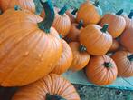 Mooie partij Halloween pompoenen!!, Ophalen, Nieuw, Halloween of Griezel