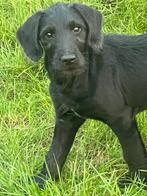 Labrador pup met een vleugje anders per direct beschikbaar, Dieren en Toebehoren, CDV (hondenziekte), 8 tot 15 weken, Labrador retriever