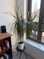 Grote Dracaena Marginata met pot (MOET SNEL WEG), Ophalen, Overige soorten, Halfschaduw, In pot