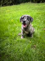 Leopard Labrador pups en zwart en blonde pups, Dieren en Toebehoren, Nederland, 8 tot 15 weken, Labrador retriever, Meerdere