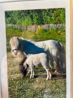 Paarden en pony’s, Merrie, Minder dan 160 cm, Recreatiepaard, 0 tot 2 jaar