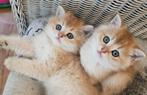 Britse korthaar kittens Golden shaded, Dieren en Toebehoren, Katten en Kittens | Overige Katten, Meerdere dieren, Kortharig, 0 tot 2 jaar