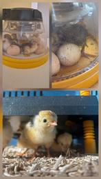 Huur een kip , Beleef het wonder van het uitkomen van kuiken, Geslacht onbekend, Kip