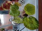 Begonia Longicilita plantje., Ophalen of Verzenden, Overige soorten, Minder dan 100 cm