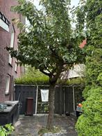 Kersenboom, Tuin en Terras, Ophalen, Lente