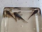 L236, Dieren en Toebehoren, Vis, Zoetwatervis
