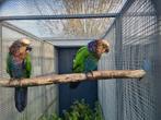 Koppel Kraagpapegaaien, Dieren en Toebehoren, Vogels | Parkieten en Papegaaien, Meerdere dieren, Papegaai, Geringd