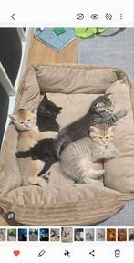 Britse Korthaar kittens, Dieren en Toebehoren, Katten en Kittens | Raskatten | Korthaar, Kater, Ontwormd, 0 tot 2 jaar