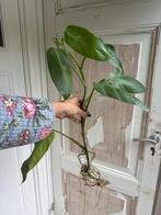 Philodendron José Buono - Gewortelde Stek, Huis en Inrichting, Kamerplanten, Ophalen of Verzenden, Halfschaduw, Minder dan 100 cm