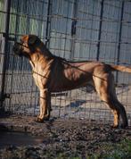 Bullmastiff Dekreu, Dieren en Toebehoren, Rabiës (hondsdolheid), Reu, Meerdere, 3 tot 5 jaar