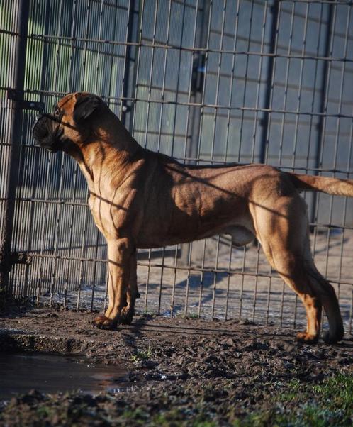 Bullmastiff Dekreu, Dieren en Toebehoren, Honden | Dekreuen, Reu, Particulier, Meerdere, Nederland, 3 tot 5 jaar, CDV (hondenziekte)