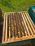 Zachtaardige Carnica bijenvolk f1 bijen los of met kast, Dieren en Toebehoren, Insecten en Spinnen, Bijen