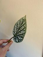 Begonia snowcap, verse stek, Ophalen of Verzenden, Halfschaduw, Minder dan 100 cm