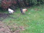 Haan en kip, Dieren en Toebehoren, Pluimvee, Meerdere dieren, Kip