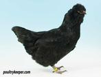 GEZOCHT Araucana hen British Lavender zwart., Dieren en Toebehoren, Vrouwelijk, Kip
