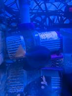 Doktersvis Zebrasoma Xanthurum, Dieren en Toebehoren, Vis