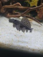 2x Pterygoplichthys Pardalis.* + (favoriete drijfhout), Vis, Zoetwatervis, Schoolvis