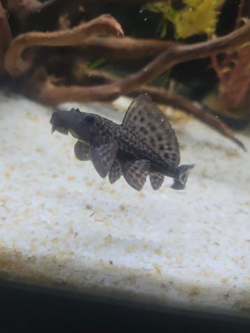 2x Pterygoplichthys Pardalis.* + (favoriete drijfhout) beschikbaar voor biedingen