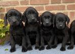 Prachtige LABRADOR x FRIESE STABIJ pups, Dieren en Toebehoren, Honden | Niet-rashonden, Parvo, Nederland, 8 tot 15 weken, Meerdere