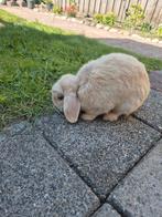 Nederlandse dwerghangoor met bijbehorende spullen., Dieren en Toebehoren, Konijnen, Mannelijk, Dwerg, Hangoor
