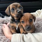 Lieve Jack Russel Pup, Rabiës (hondsdolheid), Jack Russell Terriër, Reu, 8 tot 15 weken