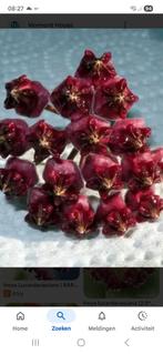 Hoya Lucardensiana, Ophalen of Verzenden, Halfschaduw, Minder dan 100 cm