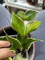 Hoya polyneura outer variegata, Huis en Inrichting, Kamerplanten, Verzenden, Overige soorten, Halfschaduw, Minder dan 100 cm