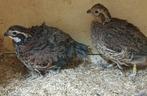 Verginische boomkwartel koppel, Dieren en Toebehoren, Meerdere dieren
