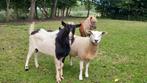 Zwart bonte dek bok, Dieren en Toebehoren, Schapen, Geiten en Varkens, Mannelijk, Geit, 0 tot 2 jaar