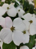 Japanse kornoelje Cornus kousa 'Milky meerstammige, Ophalen, Overige soorten, Volle zon