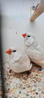 Te koop poppen 2024, Dieren en Toebehoren, Vogels | Overige Vogels, Vrouwelijk