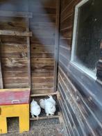 4 witte brahma's, Dieren en Toebehoren, Pluimvee, Geslacht onbekend, Kip