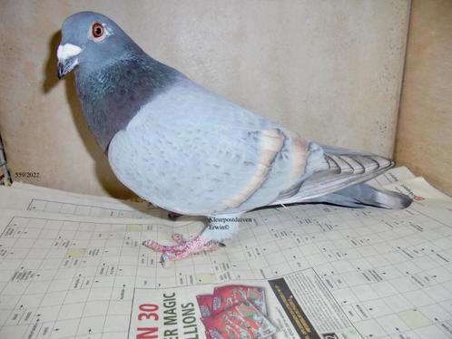 Kleurpostduiven dominant opaal geband x reduced opaal, Dieren en Toebehoren, Vogels | Duiven, Postduif, Vrouwelijk