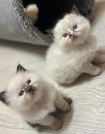 Ragdoll kittens, Dieren en Toebehoren, Meerdere dieren, Ontwormd