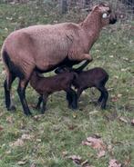 Schaap met 2 lammetjes stel stelletjes jonge lammeren, Dieren en Toebehoren, Schapen, Geiten en Varkens, Meerdere dieren, Schaap