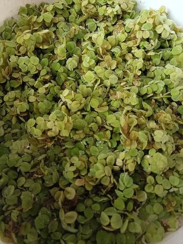 Gratis Salvinia drijfplanten  beschikbaar voor biedingen