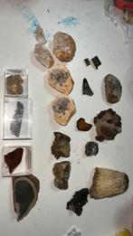Edelstenen/ fosielen, Verzamelen, Mineralen en Fossielen, Ophalen of Verzenden, Fossiel
