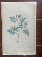 gravure Rosa Biserrata 1812, Ophalen of Verzenden