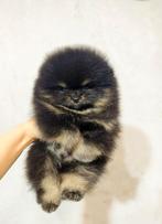 Pomeriaan pup teefje Black & Tan Bear type – te reserveren, Keeshond, 8 tot 15 weken, Buitenland, Teef