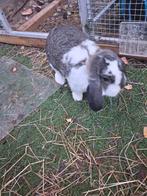 Konijnen ram met toebehoren, Mannelijk, Dwerg, Hangoor, 0 tot 2 jaar