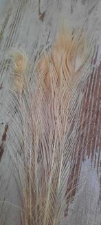 Mooie Pauwenveren - Decoratie, Huis en Inrichting, Woonaccessoires | Droogbloemen, Ophalen of Verzenden, Zo goed als nieuw