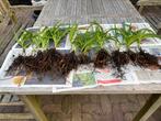 Eendags Lelie of DagLelie, rood oranje geel, Tuin en Terras, Planten | Tuinplanten, Vaste plant, Halfschaduw, Zomer, Ophalen