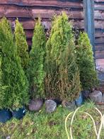 Partij Taxus & Coniferen - Mooie kwaliteit!, Tuin en Terras, Planten | Bomen, Bloeit niet, Overige soorten, 100 tot 250 cm, Ophalen