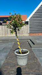 Laurier, Tuin en Terras, Planten | Bomen, Ophalen, Halfschaduw, Overige soorten, 100 tot 250 cm
