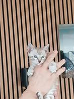 Bengaal kittens met stamboom, Meerdere dieren, Met stamboom