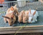 Leuke jonge konijnen, Dieren en Toebehoren, Meerdere dieren, Klein, Hangoor, 0 tot 2 jaar