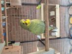 Jongen grasparkieten, Dieren en Toebehoren, Vogels | Parkieten en Papegaaien, Meerdere dieren, Parkiet