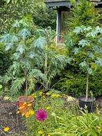 Vasconcellea monoica ( Berg Papaya), Ophalen of Verzenden, Volle zon, Overige soorten, Minder dan 100 cm