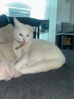 Witte poes, Dieren en Toebehoren, Poes, Kortharig, 6 jaar of ouder